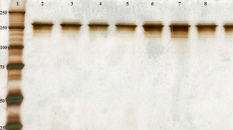 Figure 4: SDS-PAGE under nonreduced conditions of the fi nal purified SP Sepharose Fast Flow.